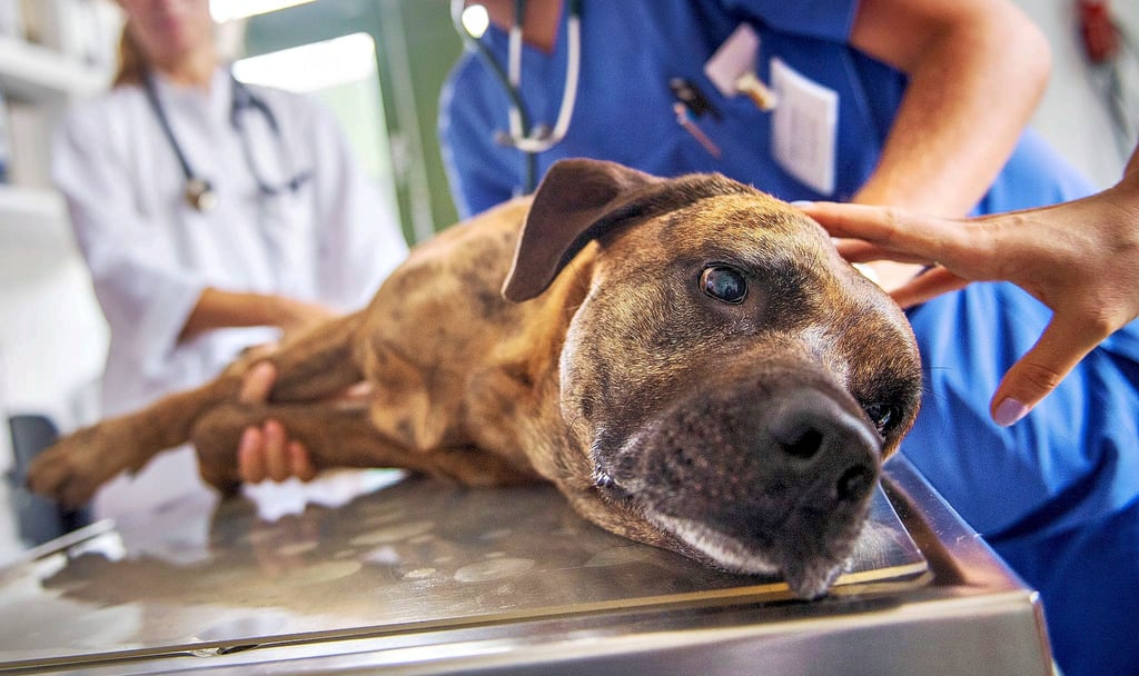 Hunde-Malaria oder auch Babesiose wird durch Zecken übertragen. Ohne Behandlung droht dem betroffenen Hund der Tod.