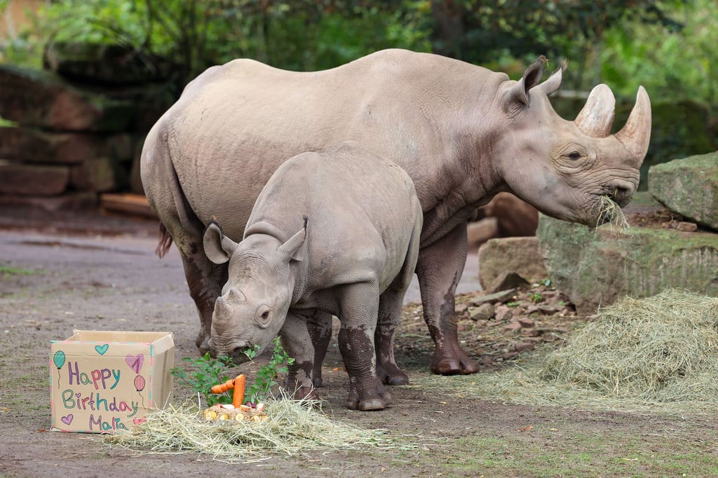 Nashornkalb Malia lässt sich seine Geburtstagstorte im Magdeburger Zoo schmecken. 