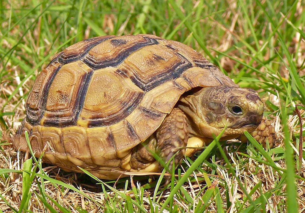 Eine Maurische Landschildkröte ist am 1. September zwischen Schönburg und der Oeblitzschleuse entdeckt worden. Die Naturschutzbehörde des Burgenlandkreises sucht nun nach dem Besitzer.