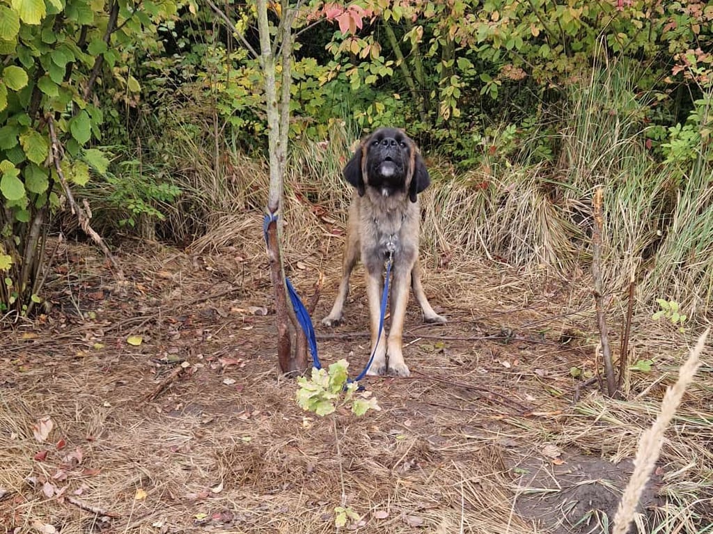So wurde der abgemagerte Hund am Neundorfer Busch aufgefunden. Noch immer wird nach dem ursprünglichen Besitzer gesucht, der den Hund hier zurück ließ.