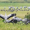 Bald am Stausee in Kelbra zu sehen: Kraniche, die Rast machen und Futter suchen.