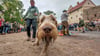 Zum Hubertusfest auf der Wasserburg Roßlau werden auch zahlreiche Jagdhunde und Greifvögel vor Ort sein.