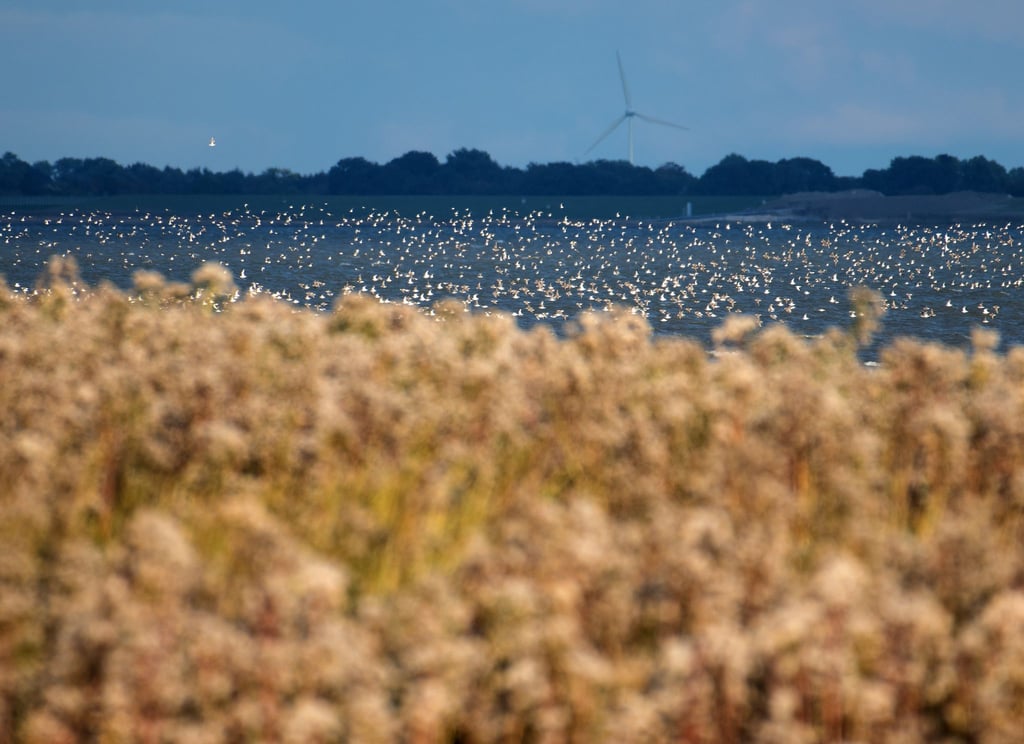 Der Knutt steht in diesem Jahr besonders im Fokus der Zugvogeltage. (Archivbild)