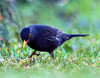 Eine Amsel