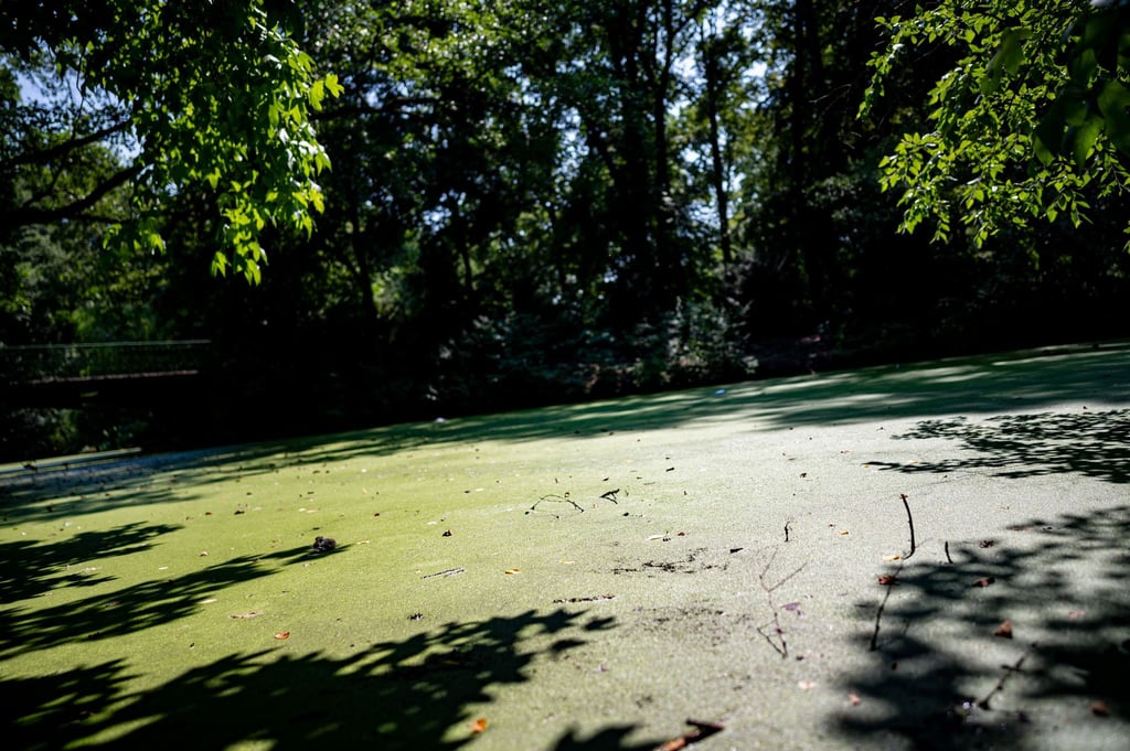 Insbesondere im Tiergarten sieht der BUND ungeeignete Gewässer für Amphibien. (Archivbild)