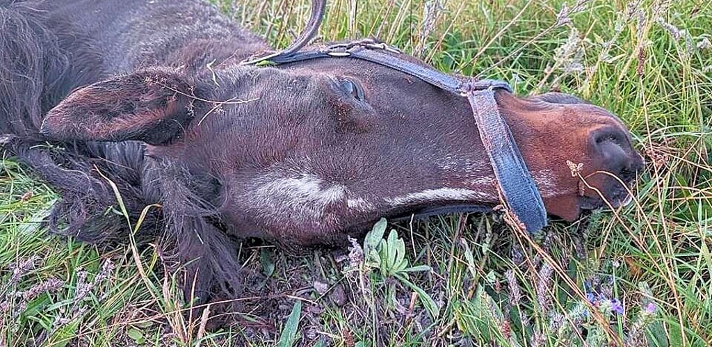 Das tote Pferd lag auf der Landstraße zwischen Wadendorf und Salzfurtkapelle.
