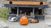 Die Meerschweinchen im Wildpark Christianental in Wernigerode stimmen sich schon auf Halloween am 31. Oktober ein.