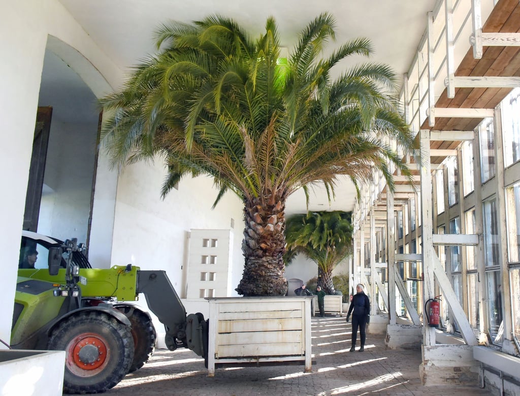 Im Gartenreich Dessau-Wörlitz befördern Mitarbeiter etwa 1.000 Pflanzen in die Orangerie Oranienbaum.