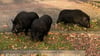 Drei Hängebauchschweine waren im Olvenstedter Graseweg in Magdeburg unterwegs.