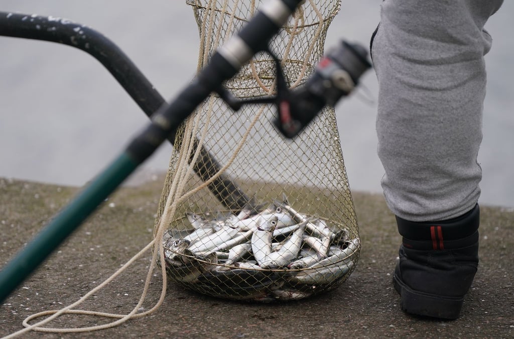 Fischen, wie hier mit einer Reuse in Kiel, könnte in der Ostsee künftig weiter eingeschränkt werden. (Archivbild)