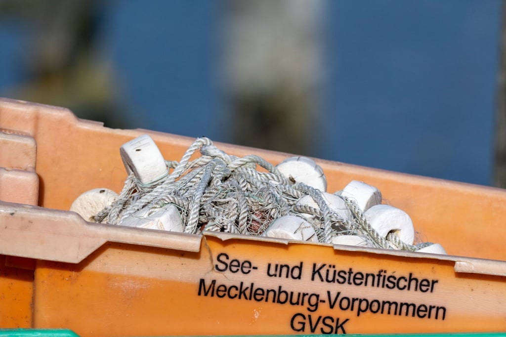 Heringe dürfen unter bestimmten Bedingungen beispielsweise mit Reusen auch kommendes Jahr gefangen werden.