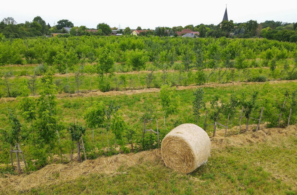Bei der Agroforstwirtschaft werden Elemente aus Ackerbau und Forstwirtschaft kombiniert. (Archivbild)