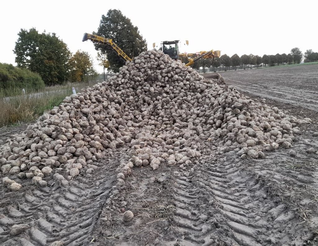 Nur ein Bild bleibt - bisher - von den 15 Tonnen Zuckerrüben übrig, die in Hohenseeden geerntet wurden.