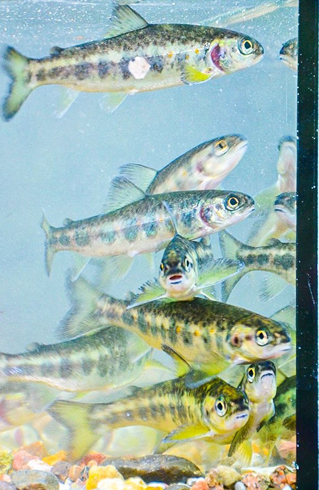 Wer wollte, konnte sich die halbjährigen Lachse in einem Aquarium mal von Nahem anschauen.