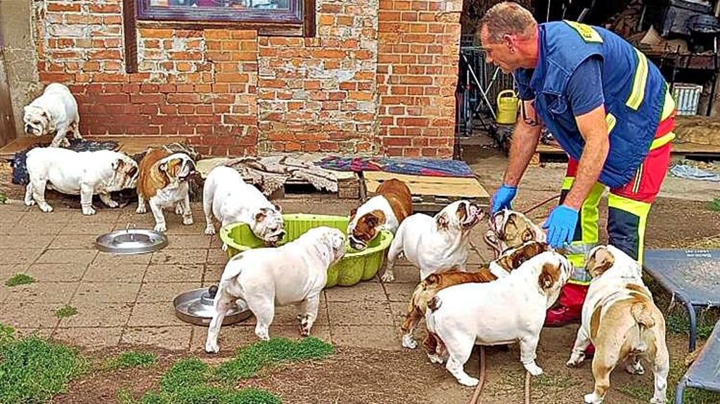15 Bulldoggen wurden vom Stapelburger Tierrettungsverein auf einem Grundstück in Rohrsheim (Landkreis Harz) gesichert.