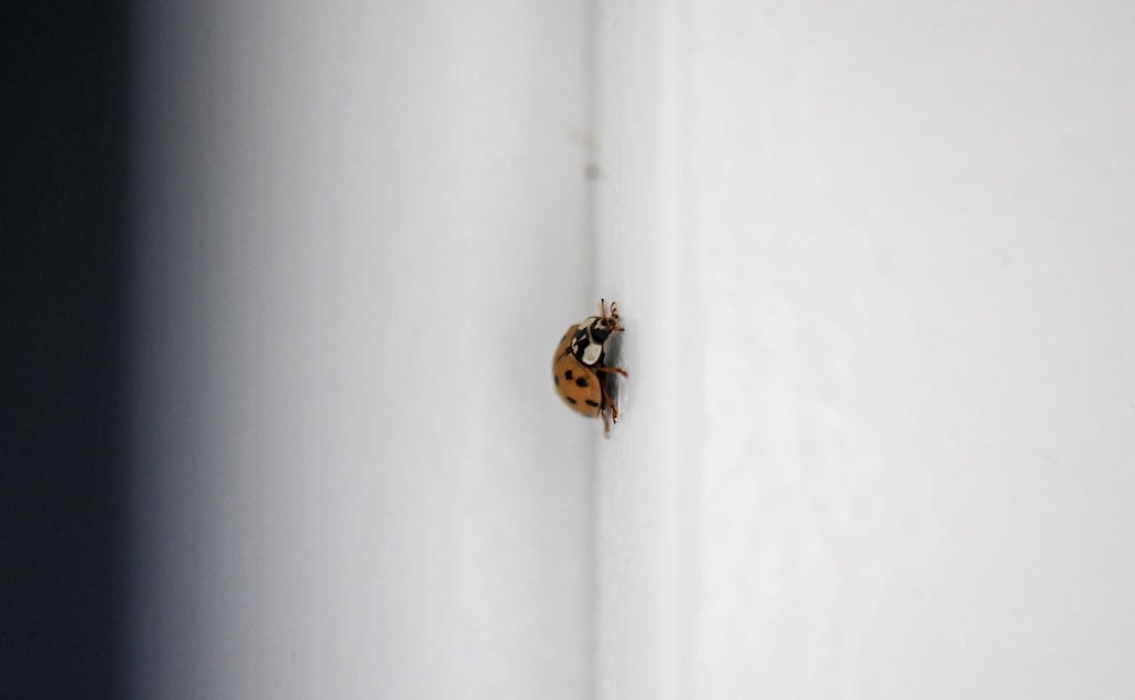 Marienkäfer suchen im Herbst oft Schutz in Wohnungen, doch beheizte Räume sind kein idealer Ort für ihr Überwintern: Am besten vorsichtig nach draußen setzen, und zwar so, wie die Expertinnen raten.
