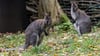 Neugierig: Im Luckenwalder Tierpark können Besucherinnen und Besucher wieder Bennett-Kängurus beobachten.