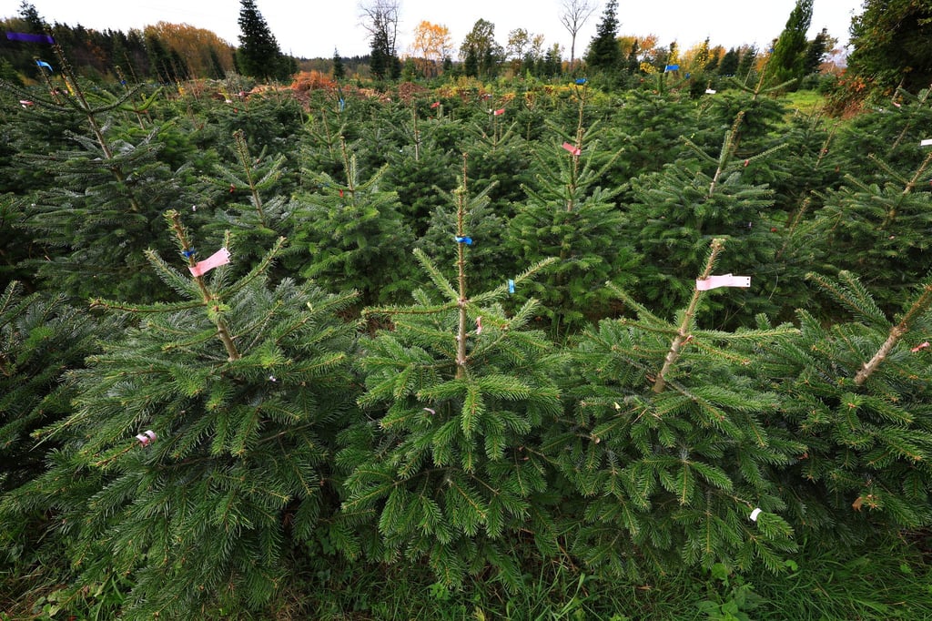 Bundesweit werden dem Verband zufolge jährlich zwischen 23 und 25 Millionen Weihnachtsbäume verkauft. (Archivfoto)