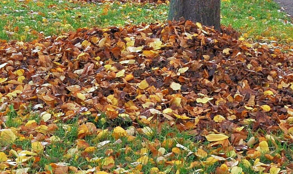 Wohin mit dem Laub von öffentlichen Flächen? In den Ortschaften Havelbergs werden Container aufgestellt, in Havelberg gibt es eine andere Regelung.