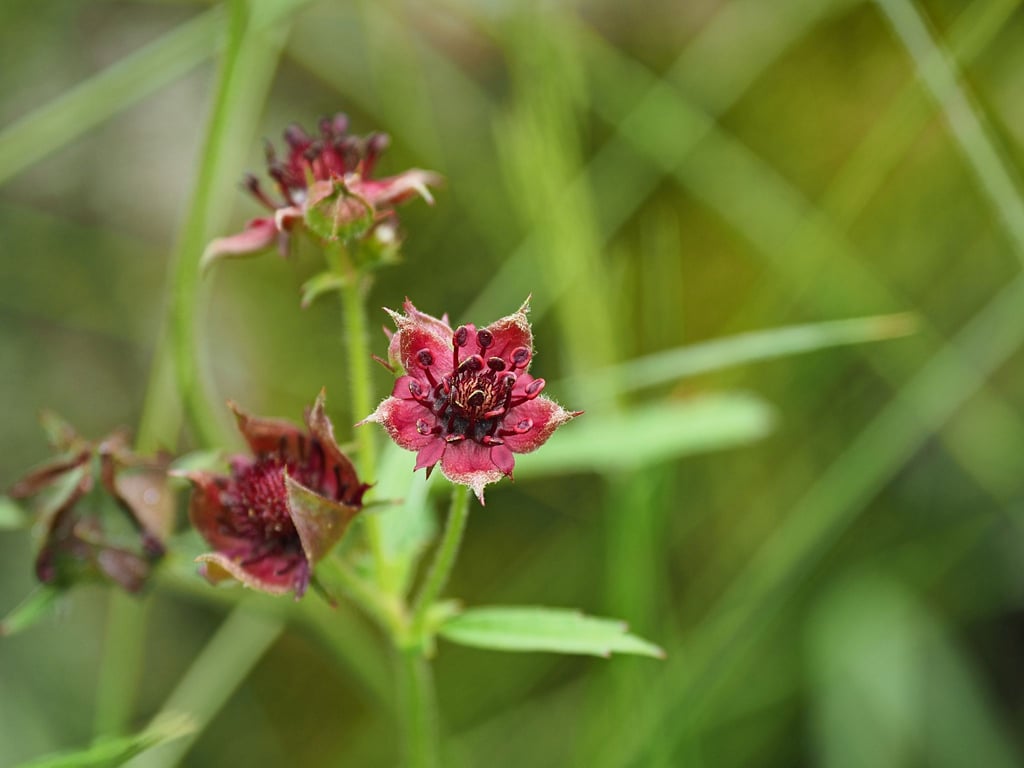 Das Sumpf-Blutauge wurde von der Loki Schmidt Stiftung zur „Blume des Jahres 2025“ auserkoren.