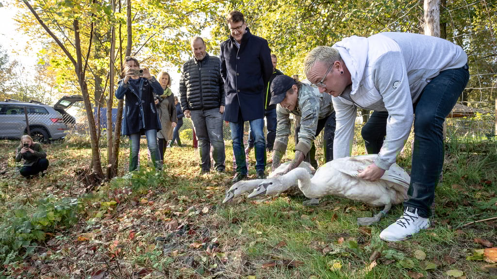 Unter den Augen des stellvertretenden Jessener Bürgermeisters Daniel Lehmann und des Wittenberger Oberbürgermeisters Torsten Zugehör setzen Michael Knochmuß und Patrick Anger die zwei Schwäne in ihr neues Zuhause am Schwanenteich Jessen.