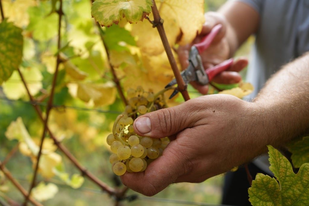 Das regenreiche Jahr beschert den Winzern 2024 Weine mit ausgeprägter Mineralität.