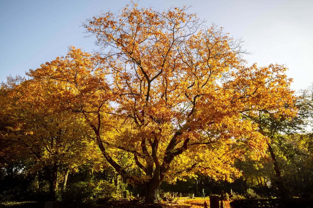 Die Amerikanische Roteiche gilt als Brandbekämpfer und ist der neue „Baum des Jahres“.