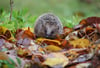 Igel sind derzeit auf der Suche nach Quartieren für den Winterschlaf- Gartenbesitzer können sie dabei unterstützen.