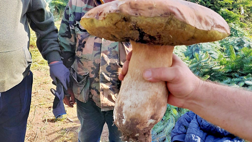 Ungewöhnlich große Steinpilze gedeihen in diesem Jahr in den Wäldern. In Zernitz bei Kyritz in Brandenburg wurde dieses geradezu monströse Exemplar gefunden: 30 Zentimeter Hutdurchmesser, 1,7 Kilogramm Gewicht.
