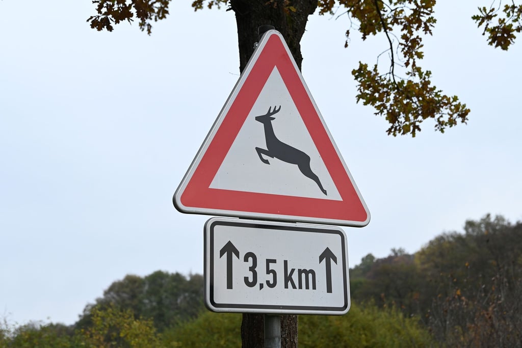 Nach der Zeitumstellung steigt laut dem ADAC die Gefahr für Wildunfälle. (Symbolbild)