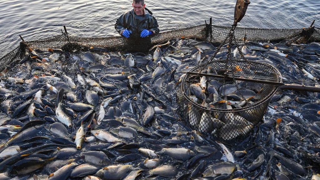 Fischzucht Tonnenweise Karpfen Peitzer Teiche werden abgefischt