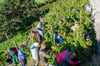 Das Weingut Herzer hat im Klingerweinberg in Großjena Riesling mit 92 Grad Oechsle gelesen. Im Anbaugebiet Saale-Unstrut sind wegen der Frostschäden allerdings Ernteausfälle von 75 bis 80 Prozent zu verzeichnen.