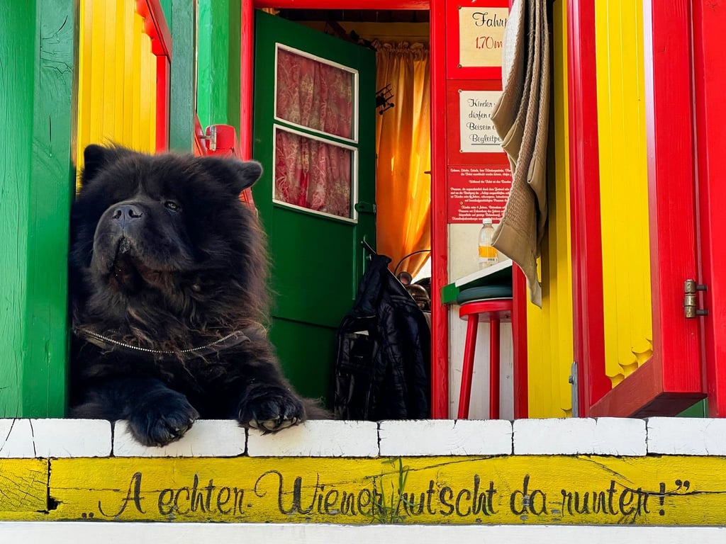 Ein Hund im Praterviertel.