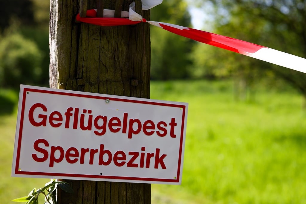 Die nach einem Ausbruch der Vogelgrippe in Teilen des Vogtlandes verhängte Stallpflicht wird wieder aufgehoben. (Archivbild)