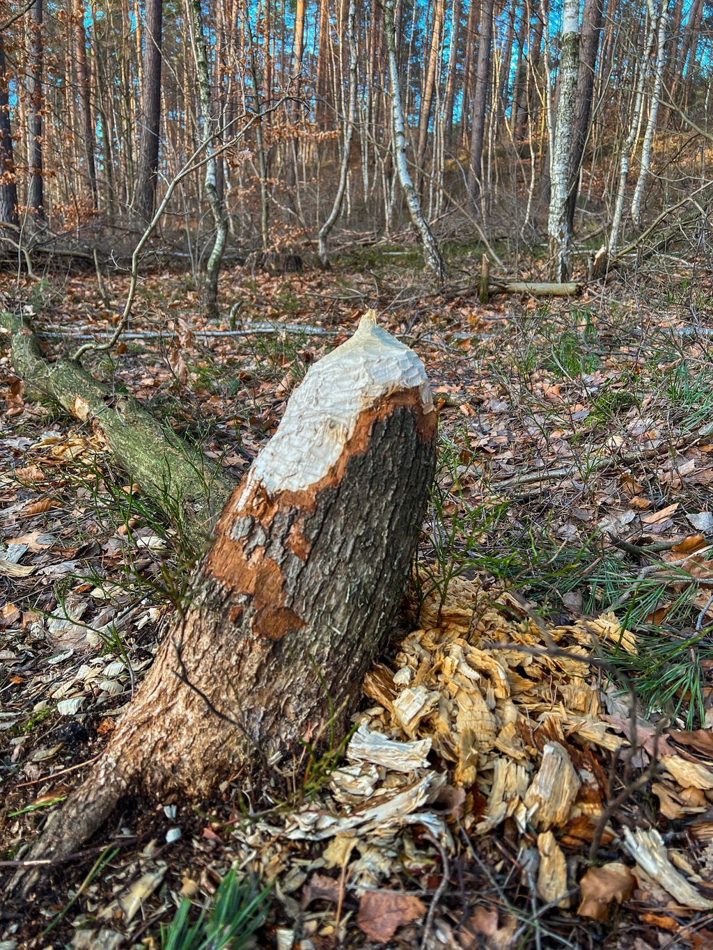 Eindeutig; Am Heideteich bei Bad Schmiedeberg hat der Biber seine Spuren hinterlassen.