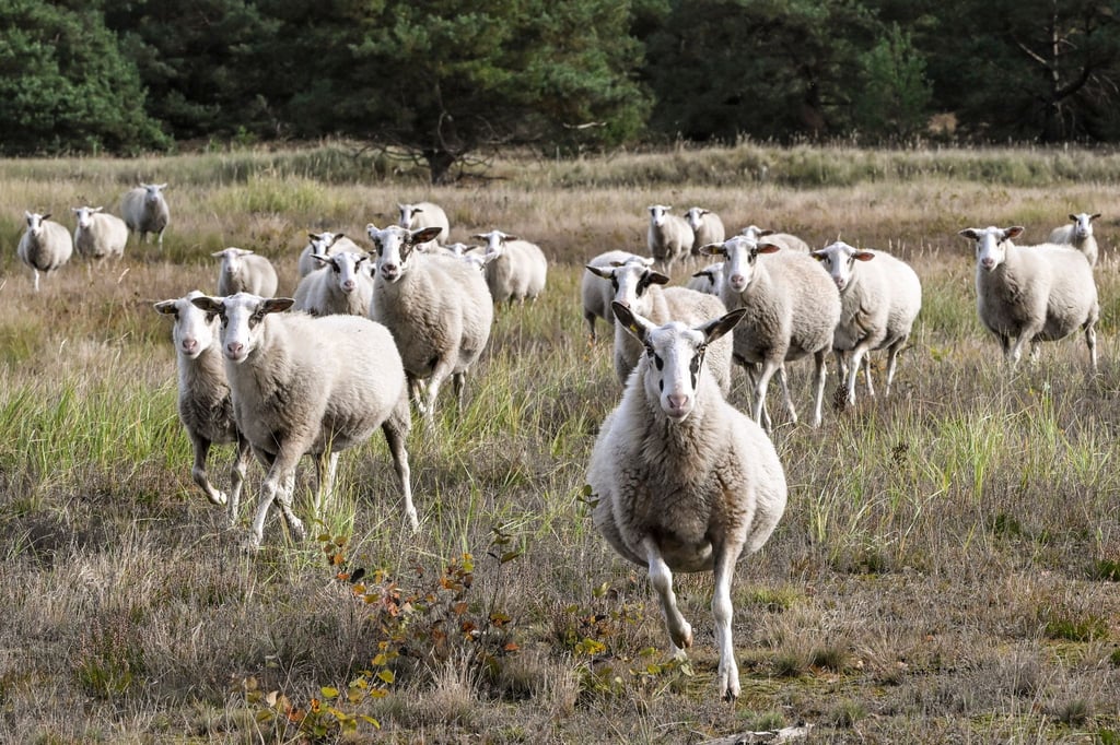 Schafe werden in der Heide zur Landschaftspflege eingesetzt. Werden sie bei der Beweidung gestört, hat das negative Folgen für die Tiere und die Natur. (Symbolbild)