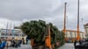 Der Baum für den diesjährigen Dresdner Striezelmarkt ist eine etwa 25 Meter hohe Nordmanntanne aus Freital.