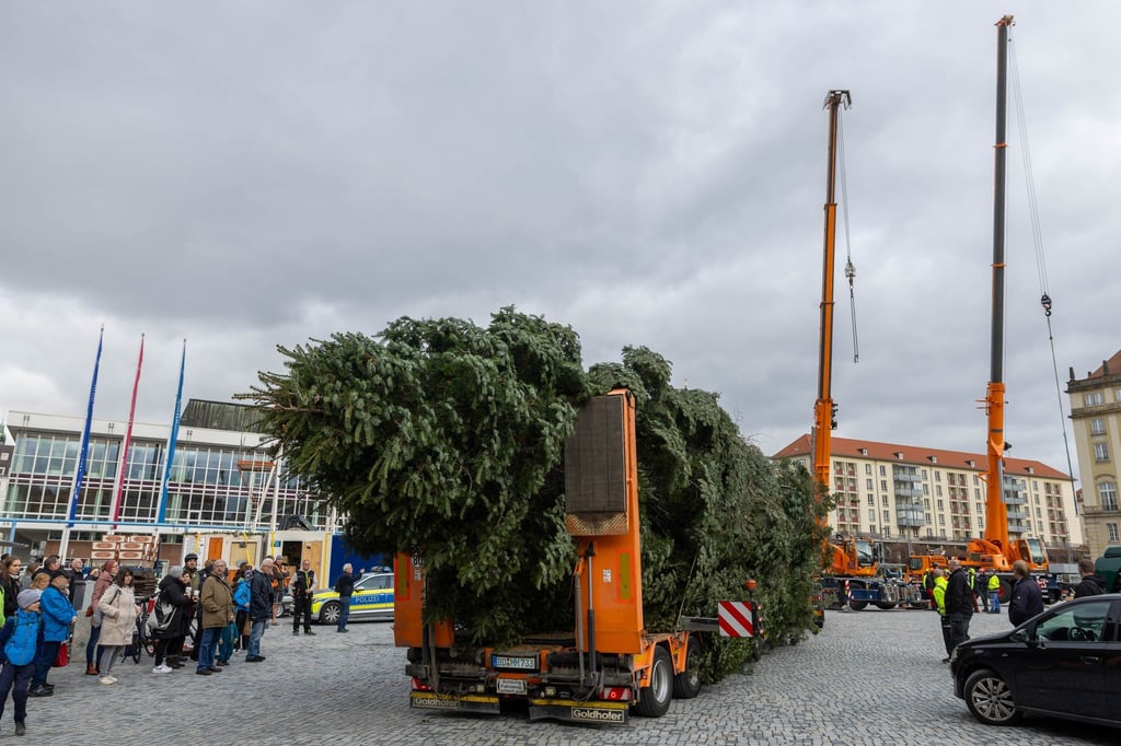 Der Baum für den diesjährigen Dresdner Striezelmarkt ist eine etwa 25 Meter hohe Nordmanntanne aus Freital.