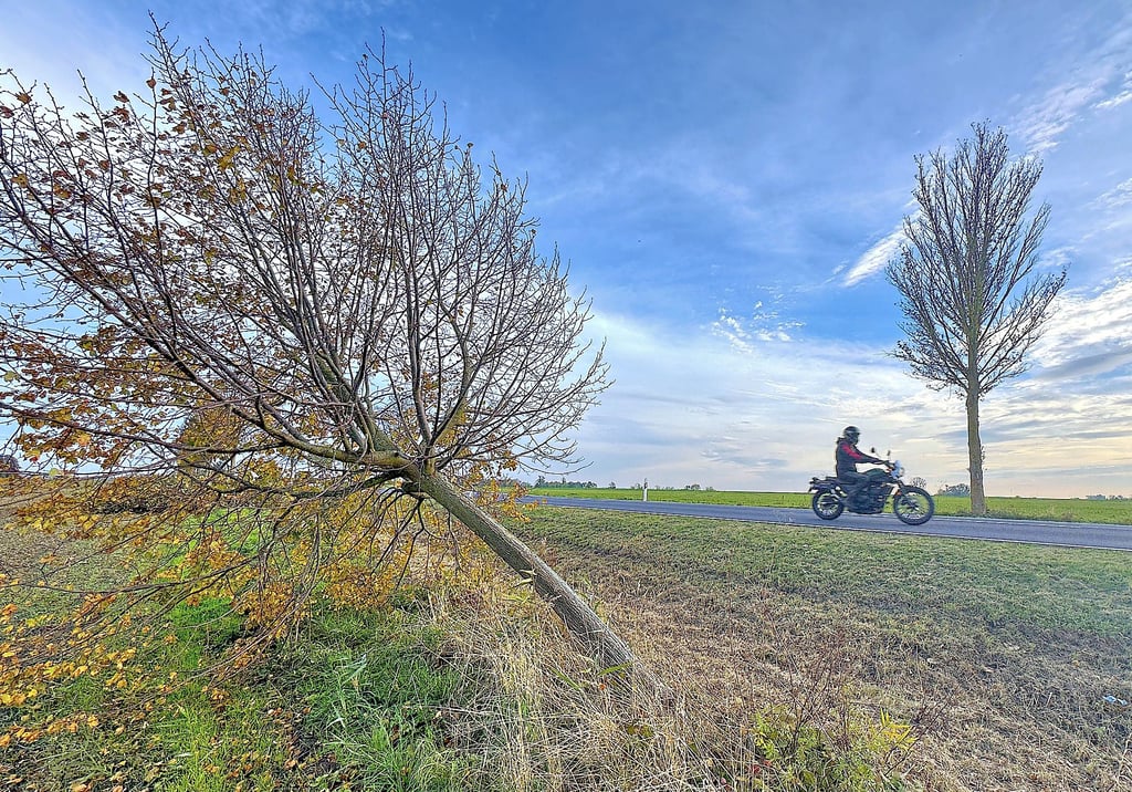 Umgestürzte Bäume an der B 246 zwischen Möckern und Zeppernick. Sie wurden inzwischen entfernt.