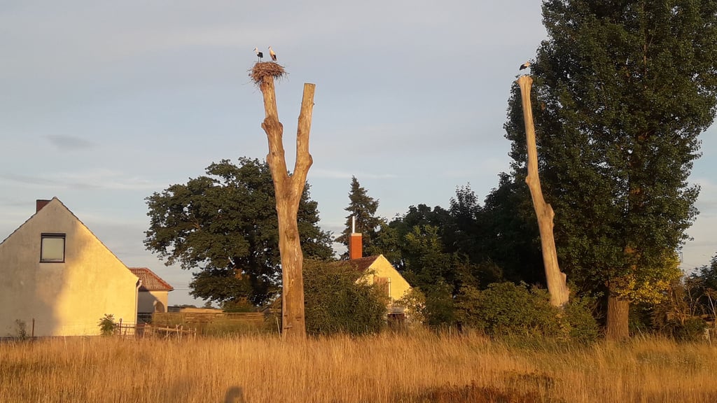 Wo nur brüten? Ein Storchenpaar ließ sich in dieser Saison in Geestgottberg nahe der Elbe bei Seehausen (Altmark) auf einem alten Baum nieder. Lange bestehen wird dieser Horst nicht.