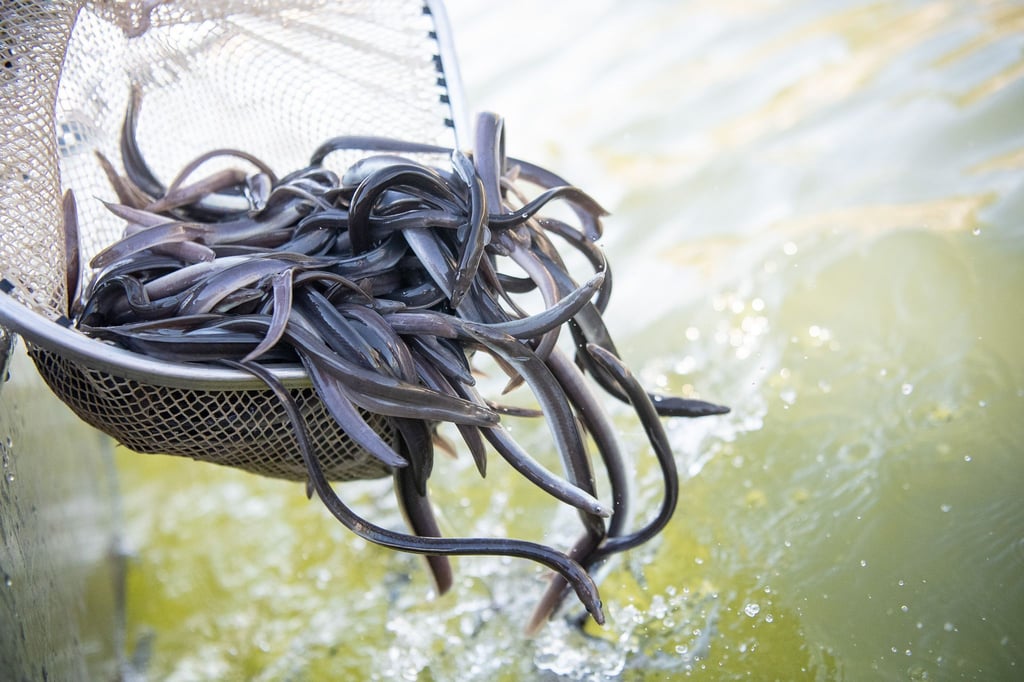 Der Europäische Aal ist „Fisch des Jahres 2025“.