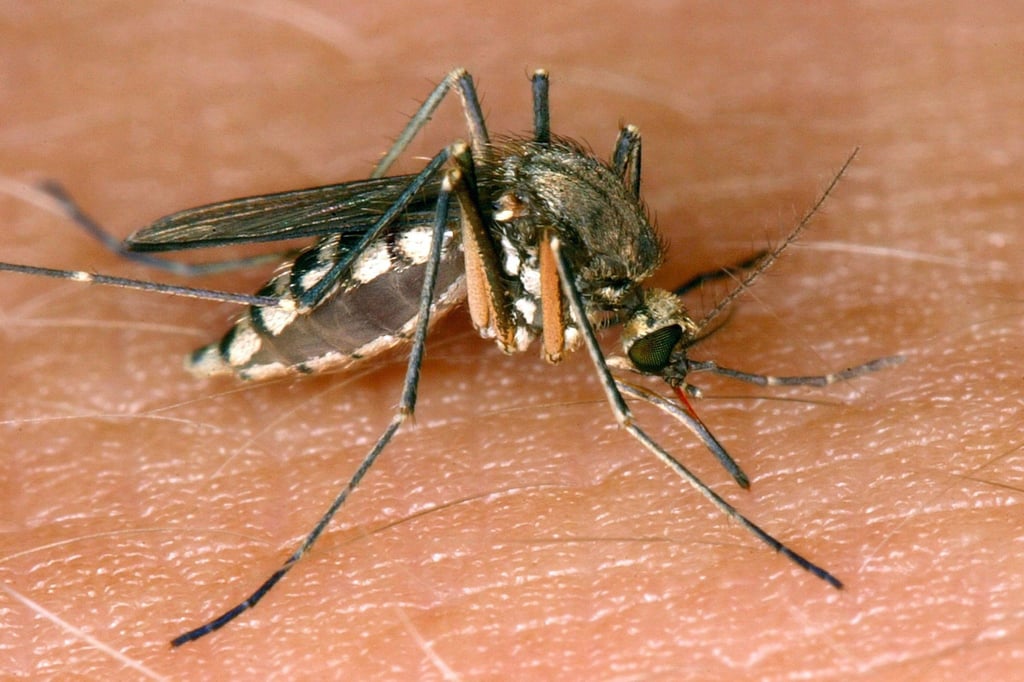 In Deutschland sind 26 Infektionen mit dem West-Nil-Virus gemeldet worden.