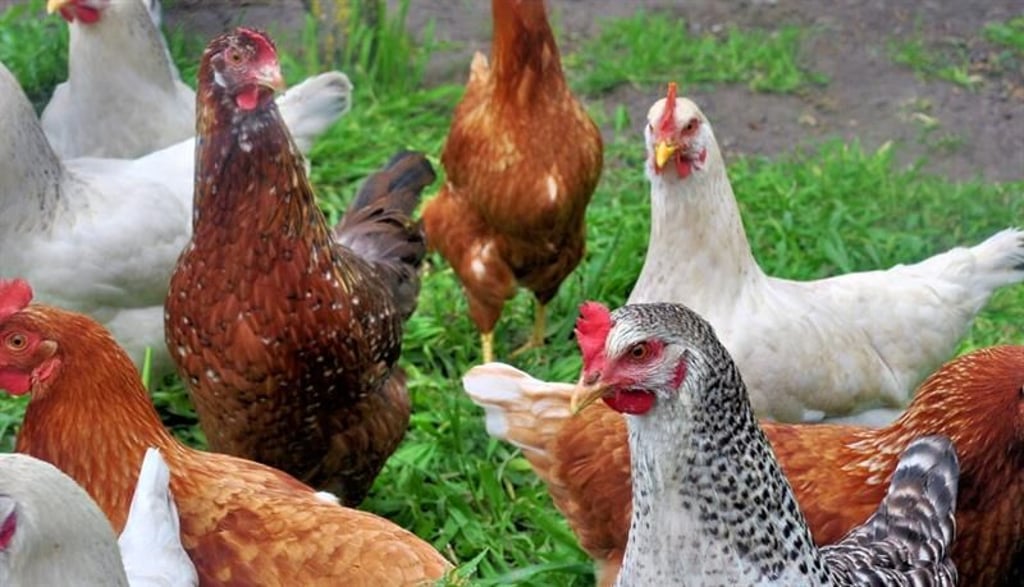Eine Schar Hühner auf einer Wiese. Bis aus einem Ei ein richtiges Huhn wird, dauert es mehrere Monate.