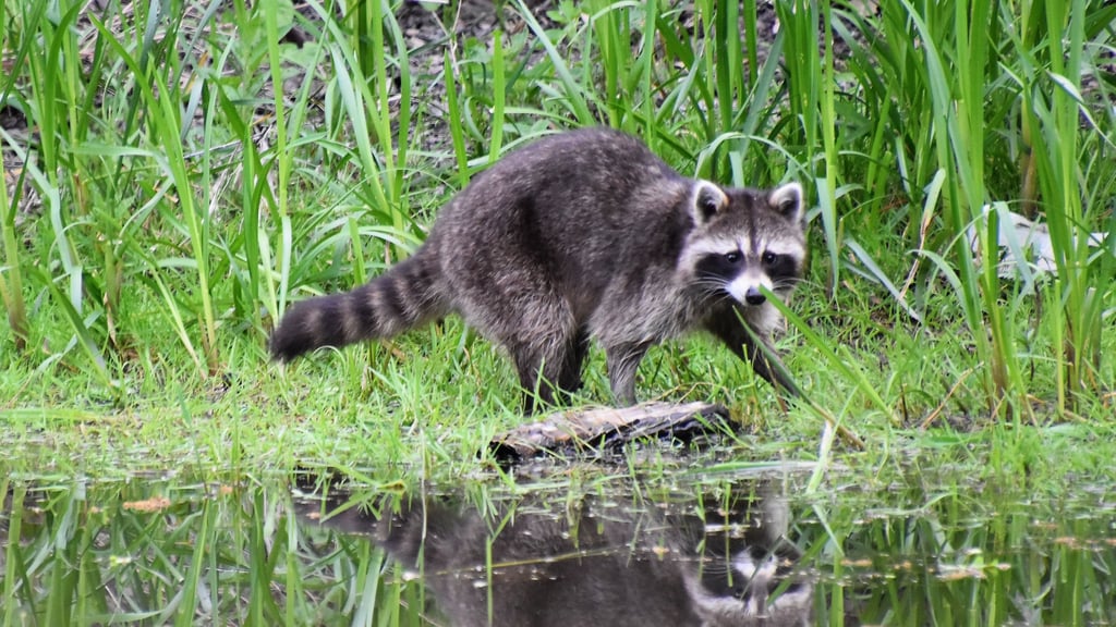 Waschbären streifen auch in Magdeburg in steigender Anzahl durch das Stadtgebiet.