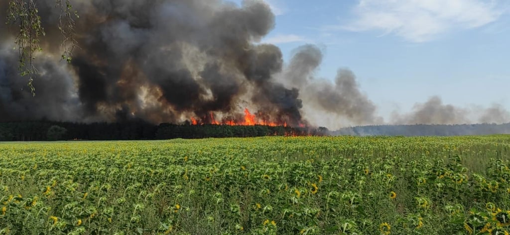Der Waldbrand bei Mannhausen (Landkreis Börde) im Juli 2022