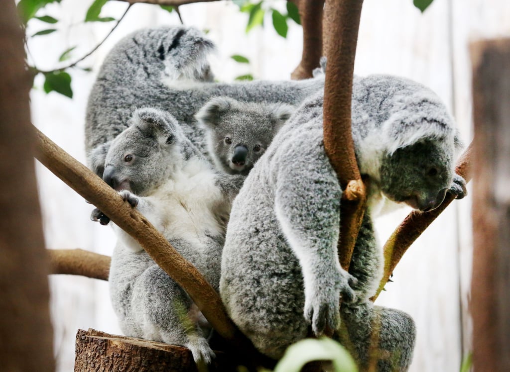 Der Duisburger Zoo ist europaweit Spezialist für die aufwendige Zucht und Zoo-Haltung der Koalas. (Archivbild)