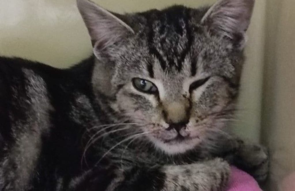Wer tut dies einer kleinen Katze an? Unbekannte haben einen jungen Kater in Quedlinburg aus einem Auto geworfen.