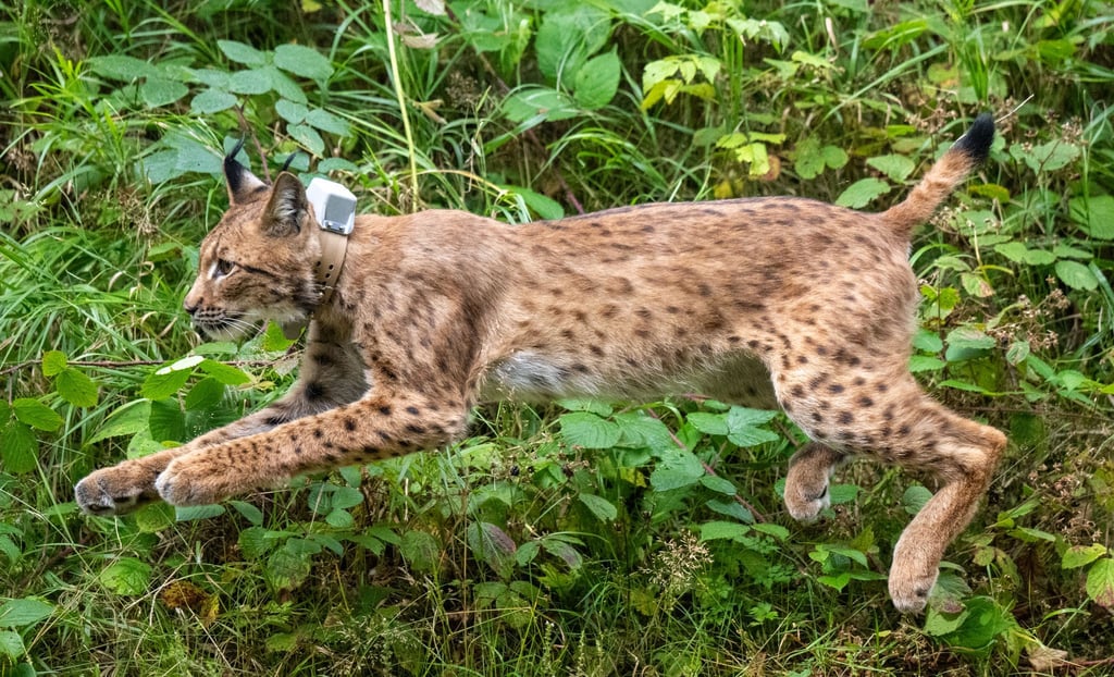 Luchs Anton - hier bei seiner Auswilderung - ist bei einem Verkehrsunfall ums Leben gekommen. (Archivbild)