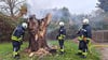 Um einen brennenden Baumstamm haben sich die Haldensleber Feuerwehrleute am Donnerstag kümmern müssen.