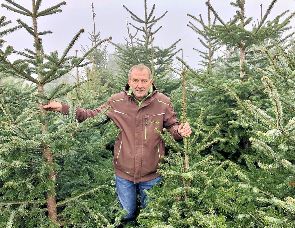 Weihnachtsbaumverkauf Es wird Zeit für die Säge